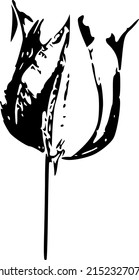 Flor bw tulip flor negro