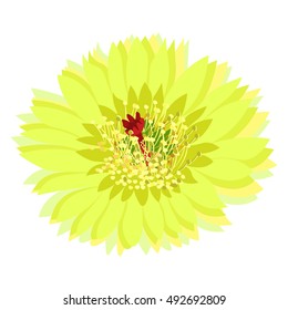 flower of a cactus close up vector illustration