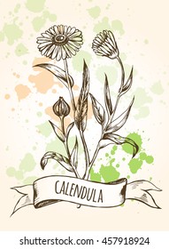 Flower calendula and banner. Hand drawn Vector illustration in vintage style.