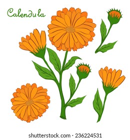 The flower of calendula. Vector illustration