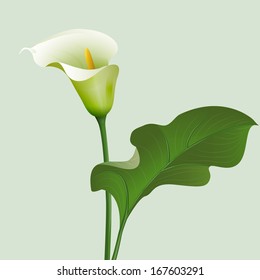 Calla Lily Drawing Images, Stock Photos & Vectors | Shutterstock