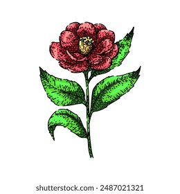 flower camellia hand drawn. floral rose, leaf wedding, pink bud flower camellia vector sketch. isolated color illustration