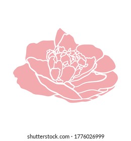 Flower camellia ink drawing. Floral background. Hand drawn  botanical illustration. Vector silhouettes of hand drawn flower.