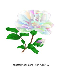 Flower Camellia Japonica  with bud multicolored  flower Camellia Japonica  with buds on a white background vintage vector illustration editable  hand draw