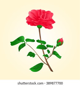 Flower Camellia Japonica with bud vector illustration