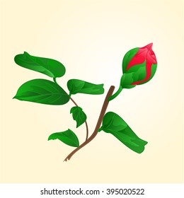 Flower Camellia Japonica Bud of vector illustration