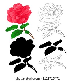 Flower Camellia Japonica  with buds natural outline and silhouette vintage on a white background vector botanical illustration editable hand draw