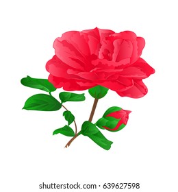 Flower Camellia Japonica  with buds vintage hand draw vector illustration