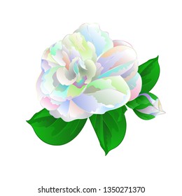 Flower Camellia Japonica  with leaves multicolored  flower Camellia Japonica  with buds on a white background vintage vector illustration editable  hand draw