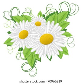 flower Camomile