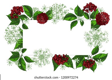 Flower card design template with place for your text Realistic Botanical color ink sketch of ginseng isolated on white background Floral chinese medicine herbs collection Vintage vector illustration.