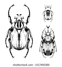 Flower chafers set vector detailed hand drawn illustrations. Cetonia aurata, Mecynorrhina polyphemus, Goliathus cacicus
