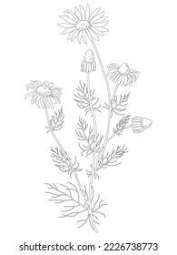Flower chamomile field. Beautiful vector flower set with white chamomile flowers.