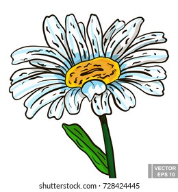 Flower. Chamomile. manual drawing. Circuit. Plant. For your design.