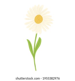 Flower chamomile on stem isolated on white background. Beautiful hand drawn botanical sketches for any purpose. Design vector illustration.
