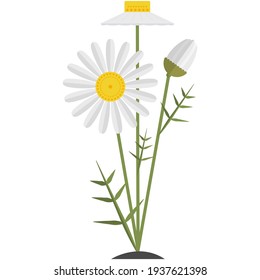Flower chamomile vector illustration. Isolated daisy icon. Botanical spring and summer herbal medicinal garden or field wildflower