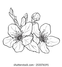 Flower - cherry blossoms drawing. Ink style vector