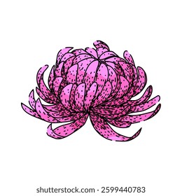 flower chrysanthemum hand drawn. garden perennial, blossom petals, autumn floral flower chrysanthemum vector sketch. isolated color illustration