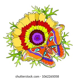 flower Chrysanthemum keeled Masquerade  with Butterfly Attacus Atlas peacock eye   vector illustration