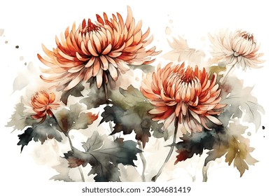 Flower Chrysanthemum watercolor white background