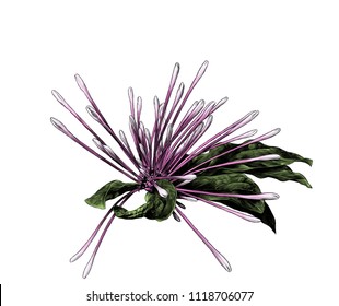 flower of clerodendrum with unopened buds in the form of narrow protruding processes in different directions with shriveled leaves on the sides, sketch vector graphics color illustration 