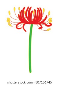 Flower of the cluster amaryllis