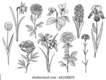 Flower collection, illustration, drawing, engraving, ink, line art, vector
