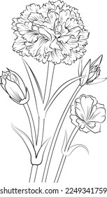 Flower coloring page and books, hand-drawn monochrome vector sketch, carnation flower, Vector floral background with clove-pink, natural leaf collection, illustration pencil art, isolated image.