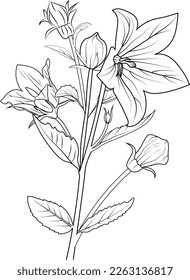 Flower coloring page and books, hand-drawn monochrome vector sketch, bellflower drawing, natural leaf ,Ceeping bellflower pencil art collection, illustration pencil art, Realistic flower coloring page