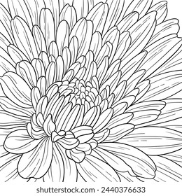 Página para colorear flores. Los pétalos del crisantemo morifolium se acercan. Ilustración botánica imprimible, dibujo floral. Fondo de la flor de primavera para tarjetas