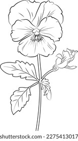 Páginas de coloreo de flores, boceto vectorial monocromo, boceto de contorno de pantano, vector de flor de pantano, fondo floral con colección de hojas naturales de pansy, flor de lápiz de ilustración, dibujo de flores de pansy.