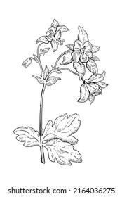 Flower columbine aquilegia. Vector sketch illustration. Botanical outline doodle drawing. Nature contour hand drawn columbine aquilegia vector. Spring engraving bio line mountain rocky blooming flower