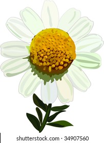 Flower Common chamomile yellow white color