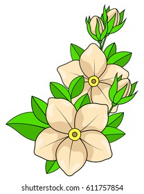 Flower composition on a white background
