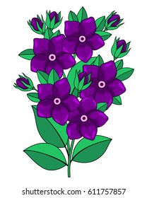 Flower composition on a white background

