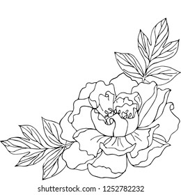 Flower composition. Peony black and white. Isolated on white background.