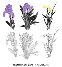Flower composition. For textiles, wallpaper, decor.