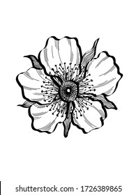 a flower contain of petals,pitils and stamens in simple vector drawing,line art,isolated in white