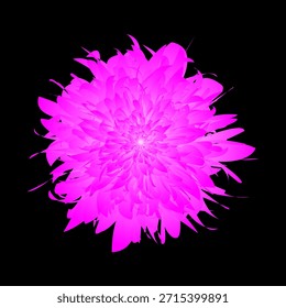 flor cornflower isolado no fundo preto, vista superior close up flat lay

