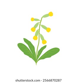 Flower cowslip primrose illustration isolated on white background. Primula veris flower herb vector.