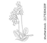 flower of cowslip, Primula veris, vector drawing wild plant isolated at white background , hand drawn botanical illustration