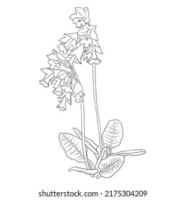 Flower Of Cowslip, Primula Veris, Vector Drawing Wild Plant Isolated At White Background , Hand Drawn Botanical Illustration