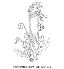 Flower Of Cowslip, Primula Veris, Vector Drawing Wild Plant Isolated At White Background , Hand Drawn Botanical Illustration