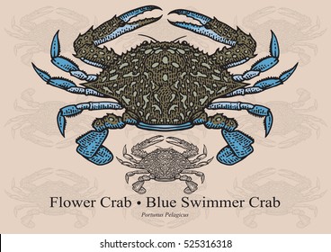 Flower Crab, Blue Swimmer Crab, Blue Manna Crab. Vector illustration with refined details and optimized stroke that allows the image to be used in small sizes.