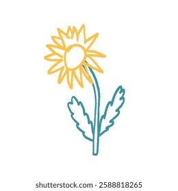 Flower crayon drawn. Spring daisy plant doodle isolated on white background. Summer floral kids element. Chalk or pastel style childish wildflower nature shape. Vector naive illustration by pencil.