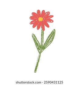 Flower crayon drawn. Spring daisy plant doodle isolated on white background. Summer floral kids element. Chalk or pastel style childish wildflower nature shape. Vector naive illustration by pencil.