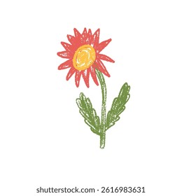 Flower crayon drawn. Spring daisy plant doodle isolated on white background. Summer floral kids element. Chalk or pastel style childish wildflower nature shape. Vector naive illustration by pencil.