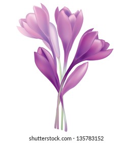 Flower crocus bouquet isolated over white background