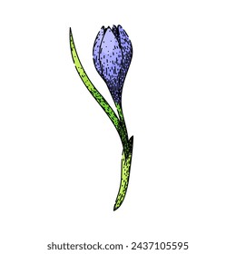 flower crocus hand drawn. spring garden, crocus purple, saffron violet flower crocus vector sketch. isolated color illustration