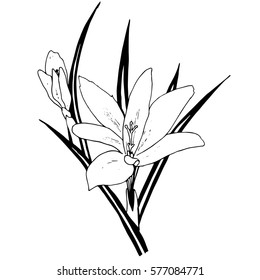 Flower Crocus isolated on white background. Hand drawn sketch. Vector illustration.
